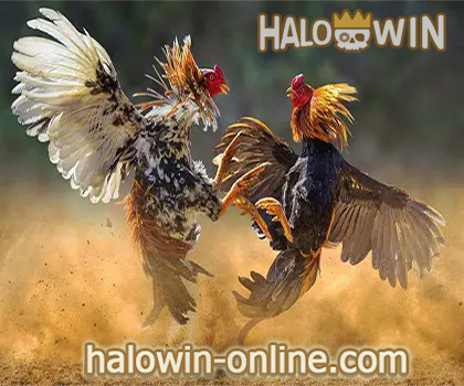 2023 Animal-Themed Philippines Slot Online 2: BB Rooster Fighting Slot Game