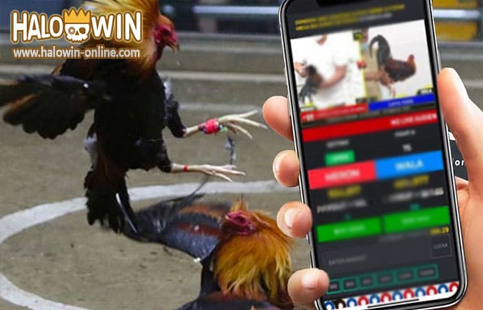 Introducing Halowin Bet Online Sabong with more benefits than traditional Sabong